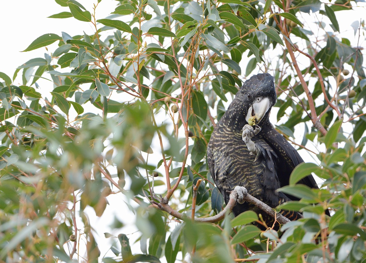 Red-tailed Black-Cockatoo - ML647868058