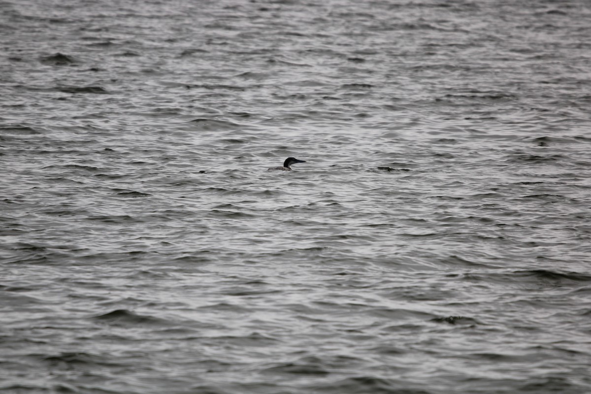 potáplice lední - ML647868074