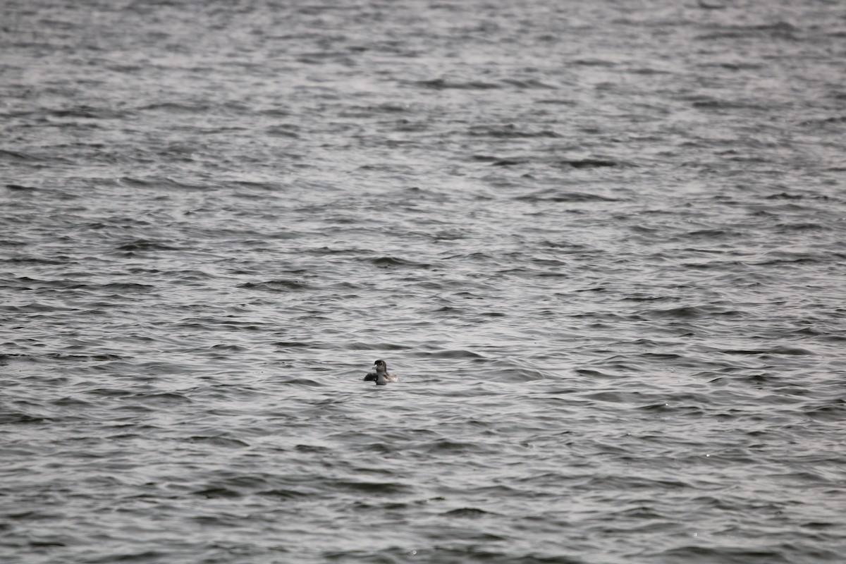 potáplice lední - ML647868076