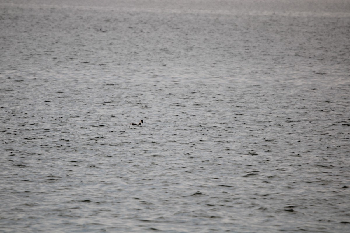 potáplice lední - ML647868078