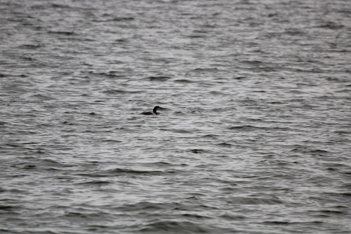 potáplice lední - ML647868081