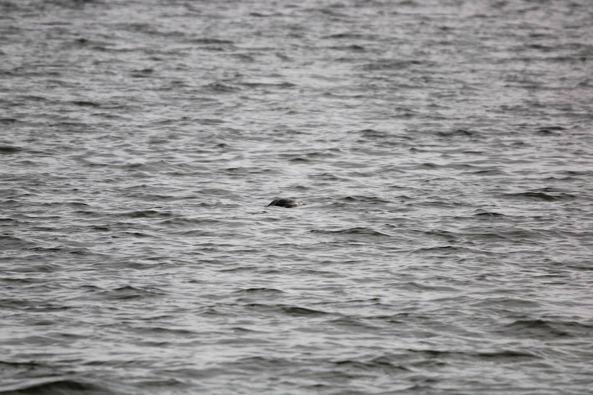 potáplice lední - ML647868082