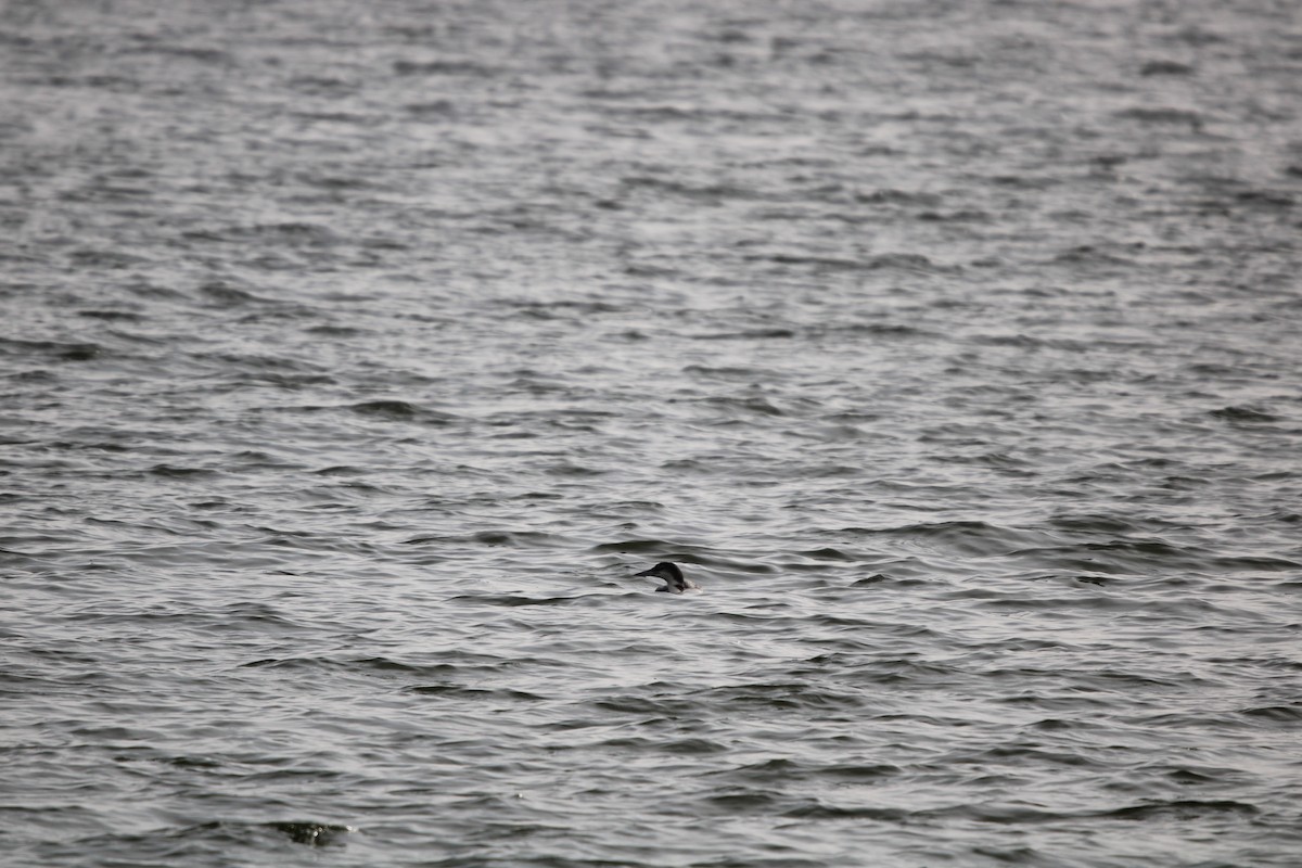 potáplice lední - ML647868083