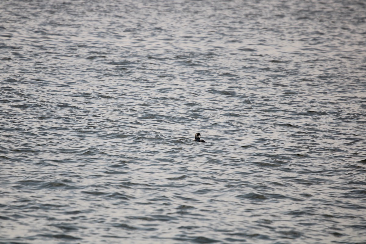 potáplice lední - ML647868084