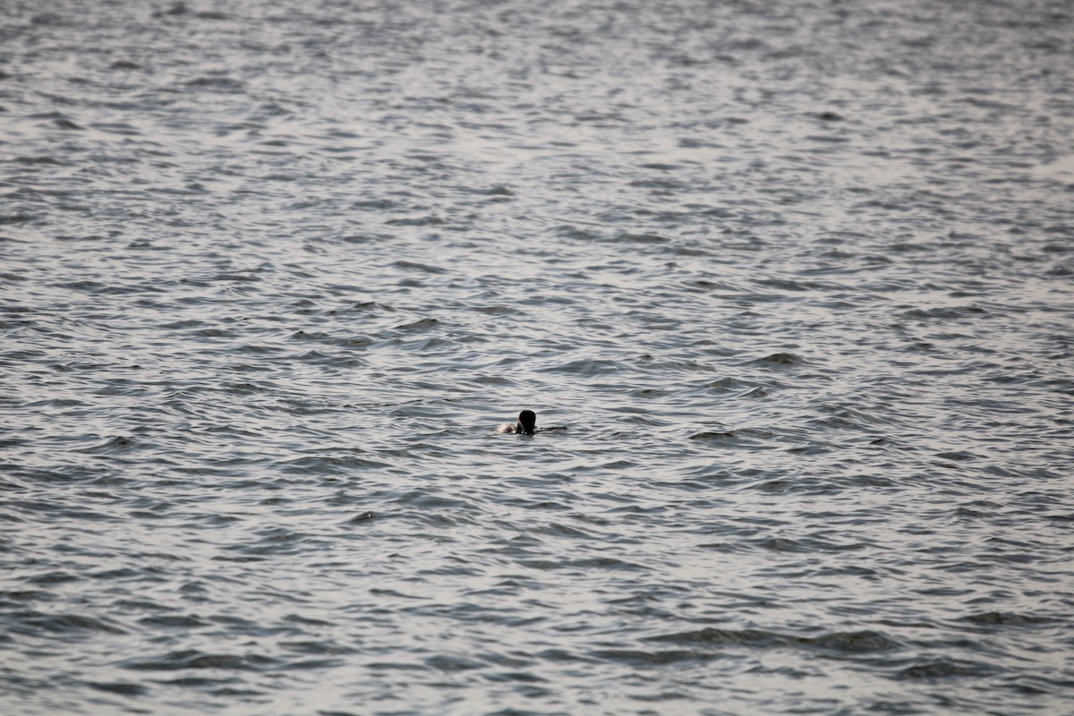 potáplice lední - ML647868086