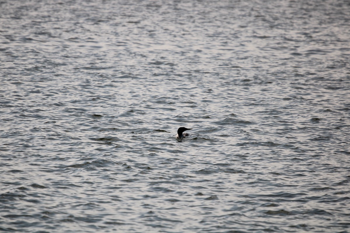 potáplice lední - ML647868087