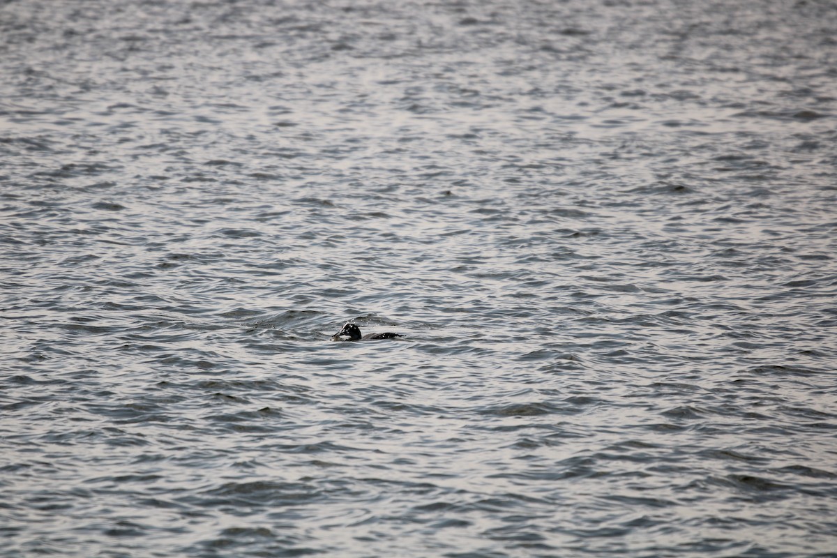 potáplice lední - ML647868091