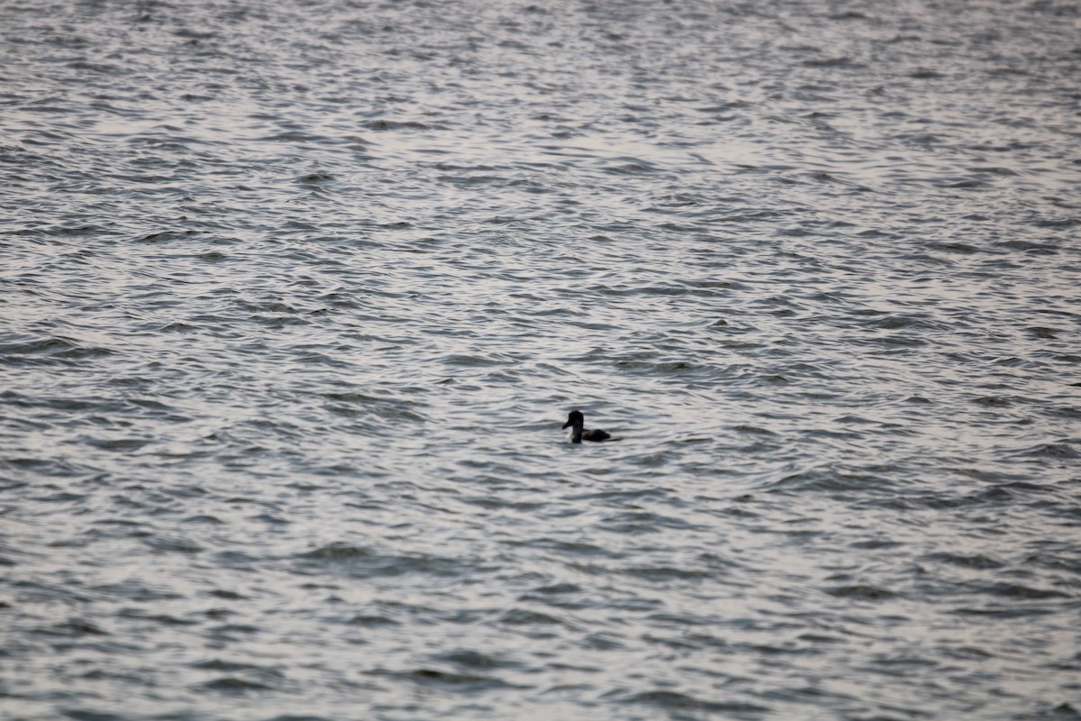 potáplice lední - ML647868092