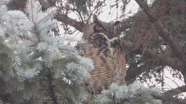 Great Horned Owl - ML647868099