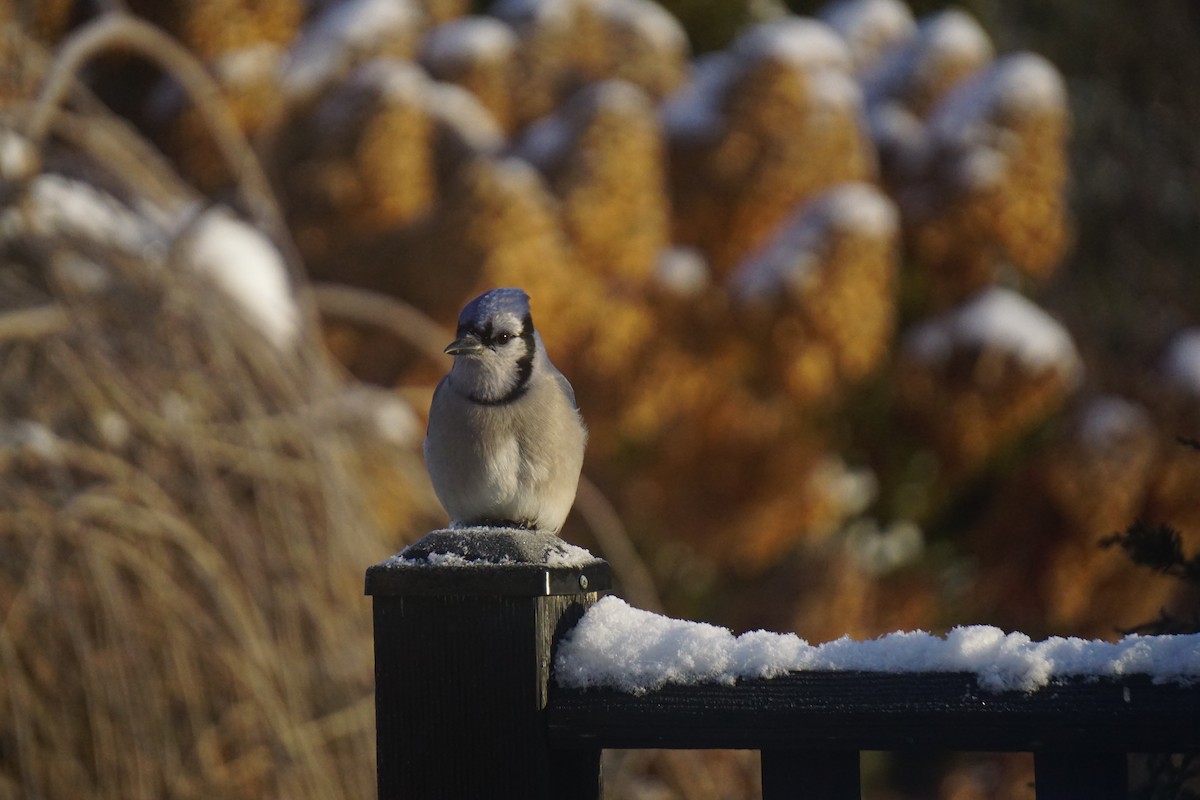 Blue Jay - ML647868100