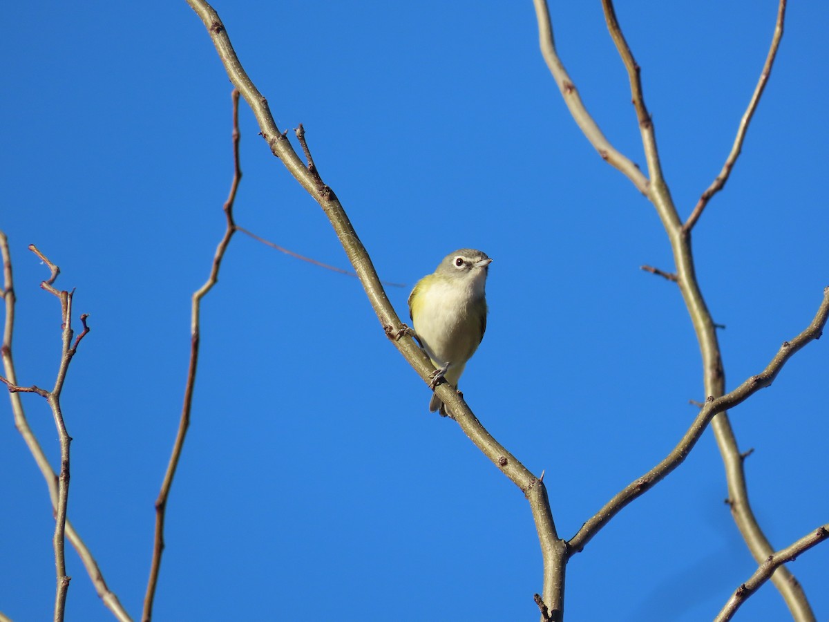 eremittvireo - ML647868144