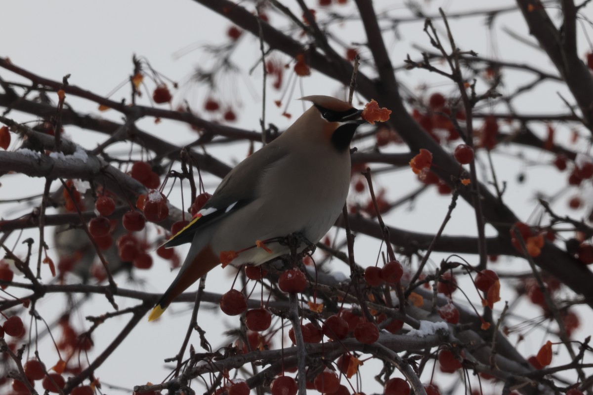 Bohemian Waxwing - ML647868148