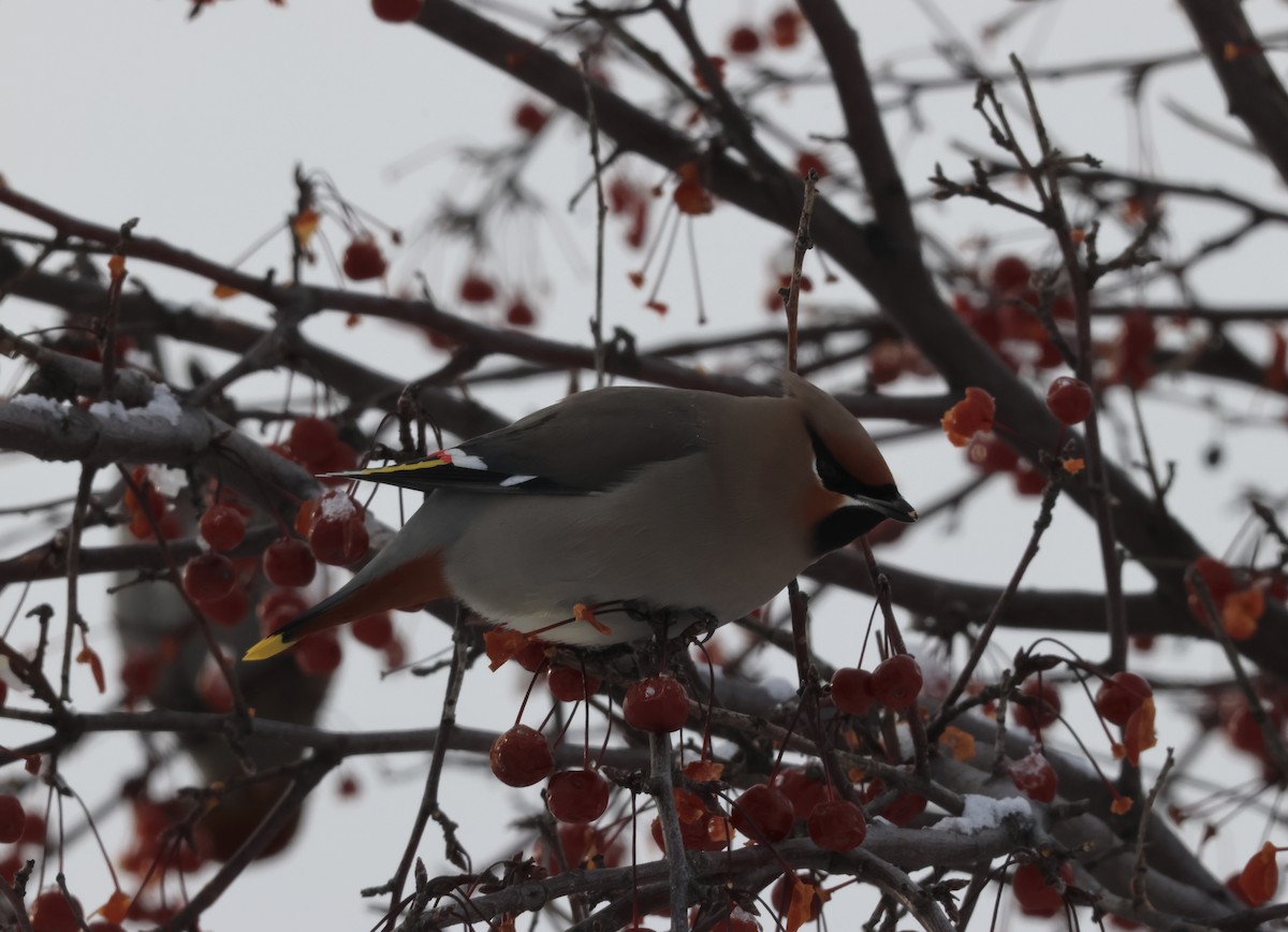 Bohemian Waxwing - ML647868149