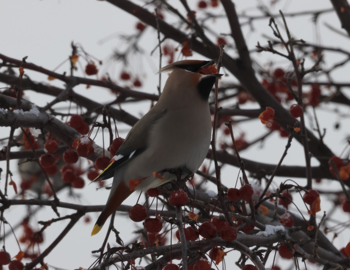 Bohemian Waxwing - ML647868150