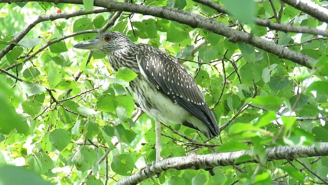 Yellow-crowned Night Heron - ML647868156