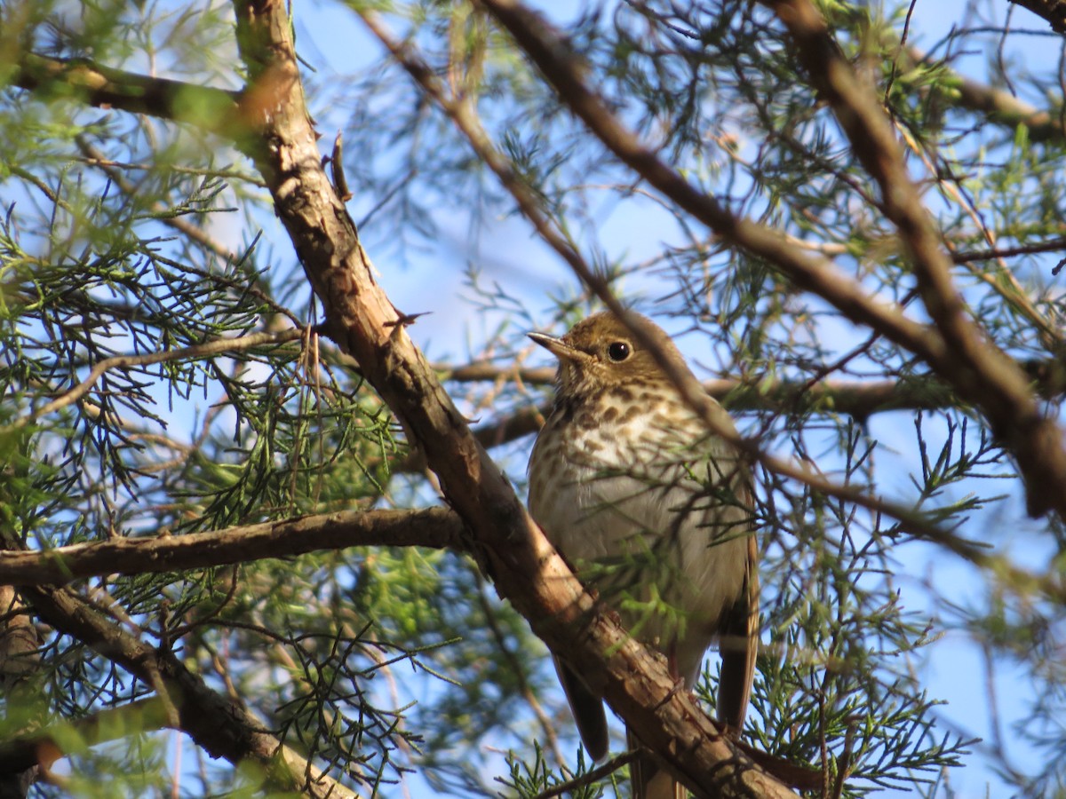 Einsiedler-Musendrossel - ML647868180