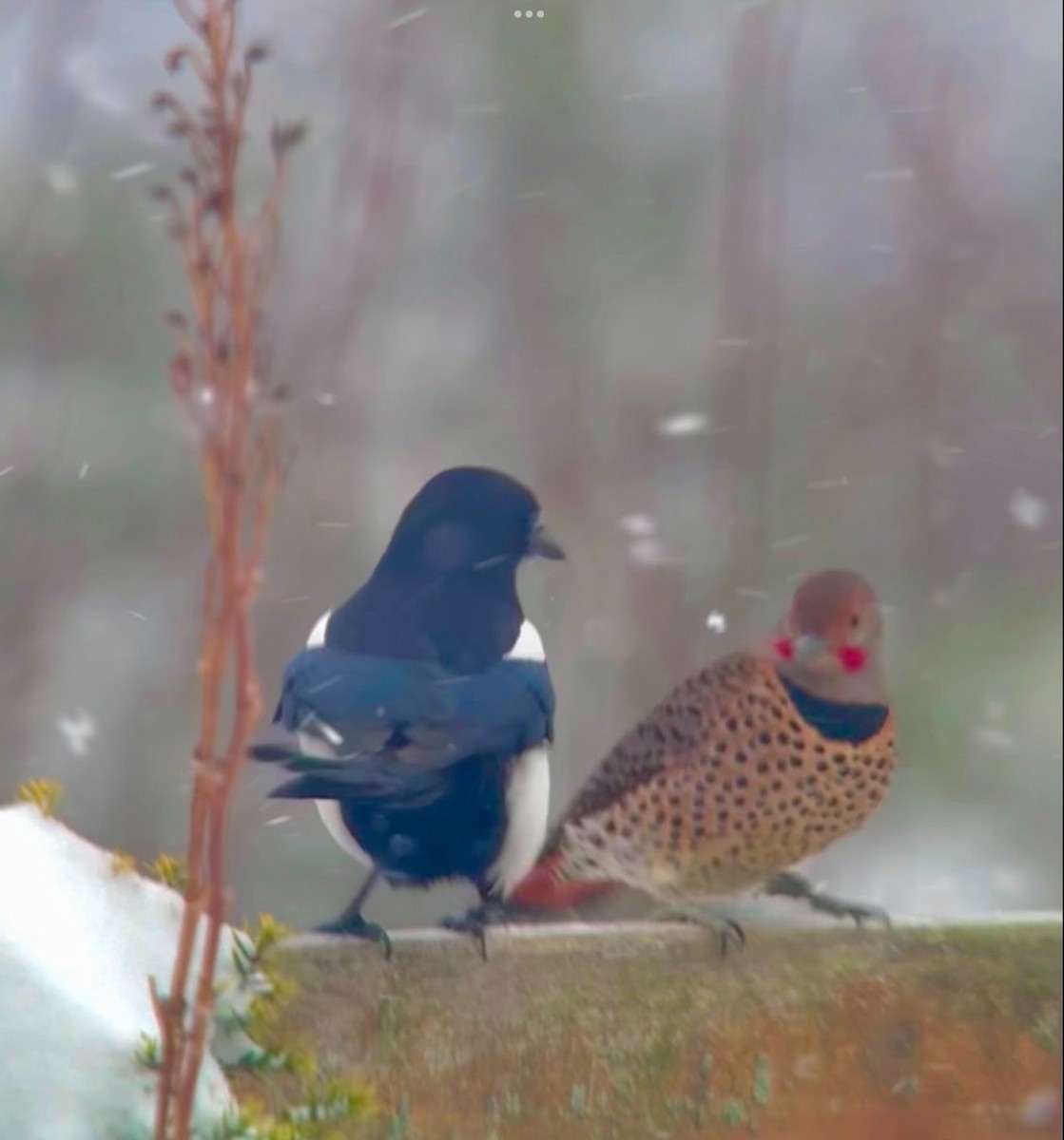 Сорока канадська - ML647868181