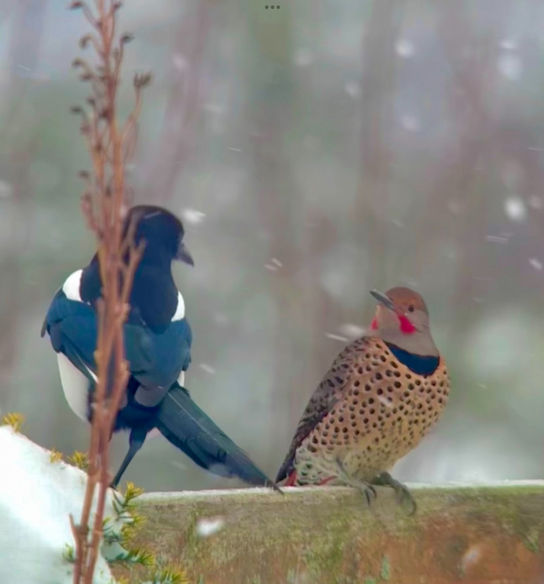 Сорока канадська - ML647868182