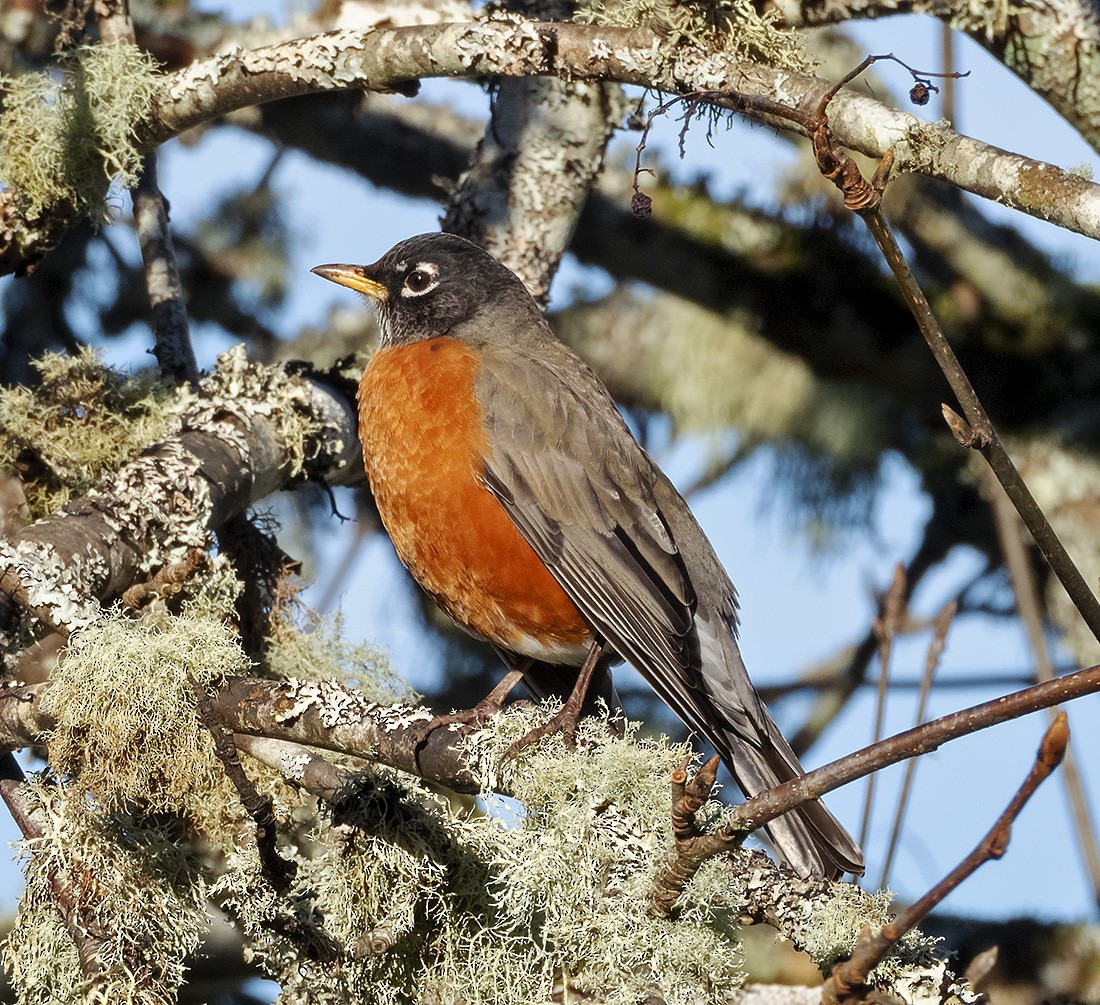 American Robin - ML647868189