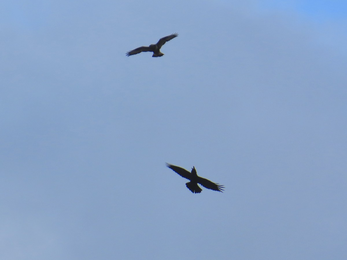 Common Raven - ML647868200