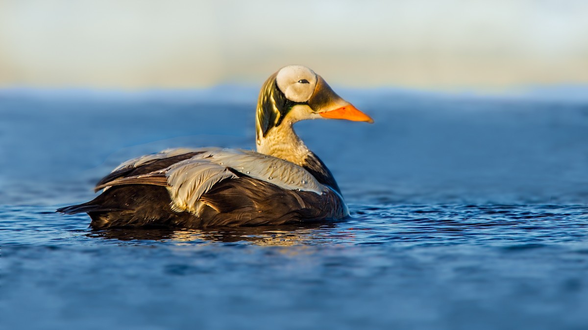 Eider à lunettes - ML64786821