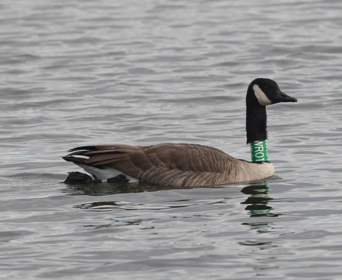 Barnacla Canadiense Grande - ML647868239