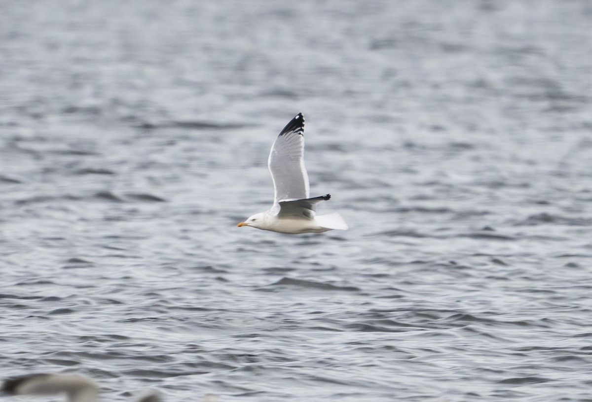 American Herring Gull - ML647868294