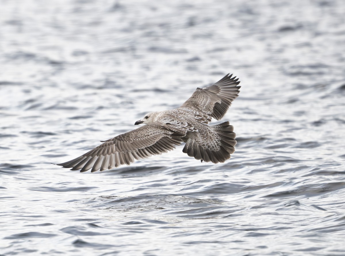 American Herring Gull - ML647868295