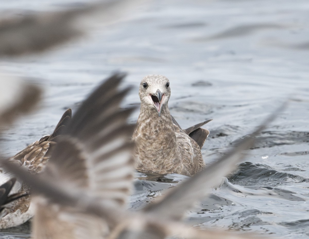 American Herring Gull - ML647868296