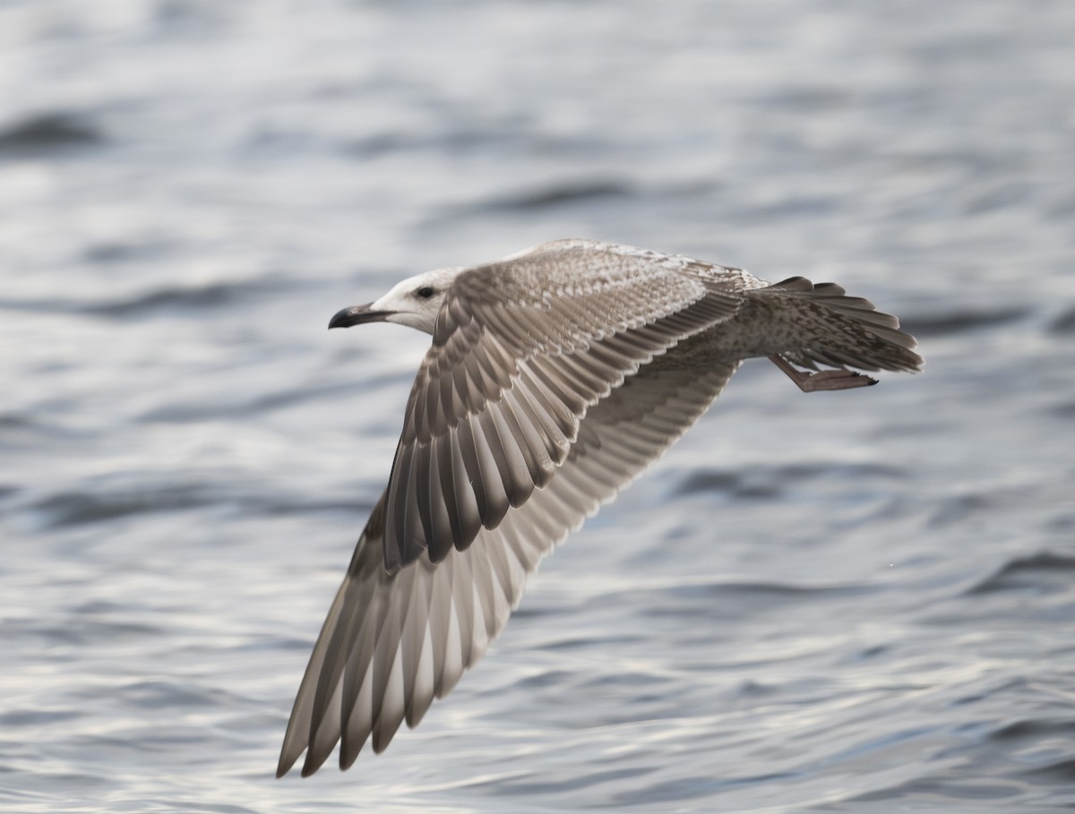 American Herring Gull - ML647868297