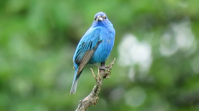 Indigo Bunting - ML647868308