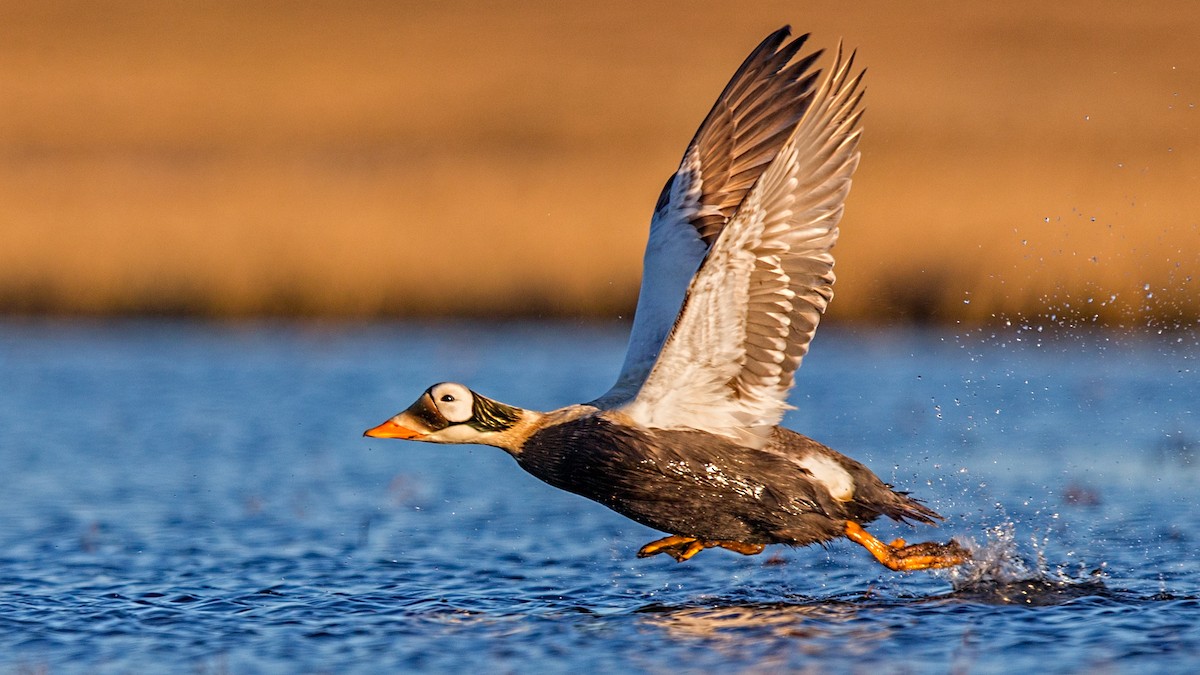 Eider à lunettes - ML64786831