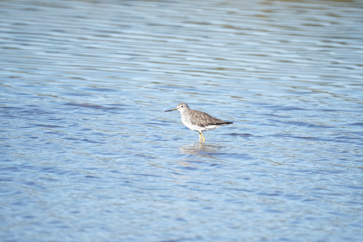 Greater Yellowlegs - ML647868326