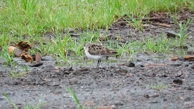 Semipalmated Sandpiper - ML647868328