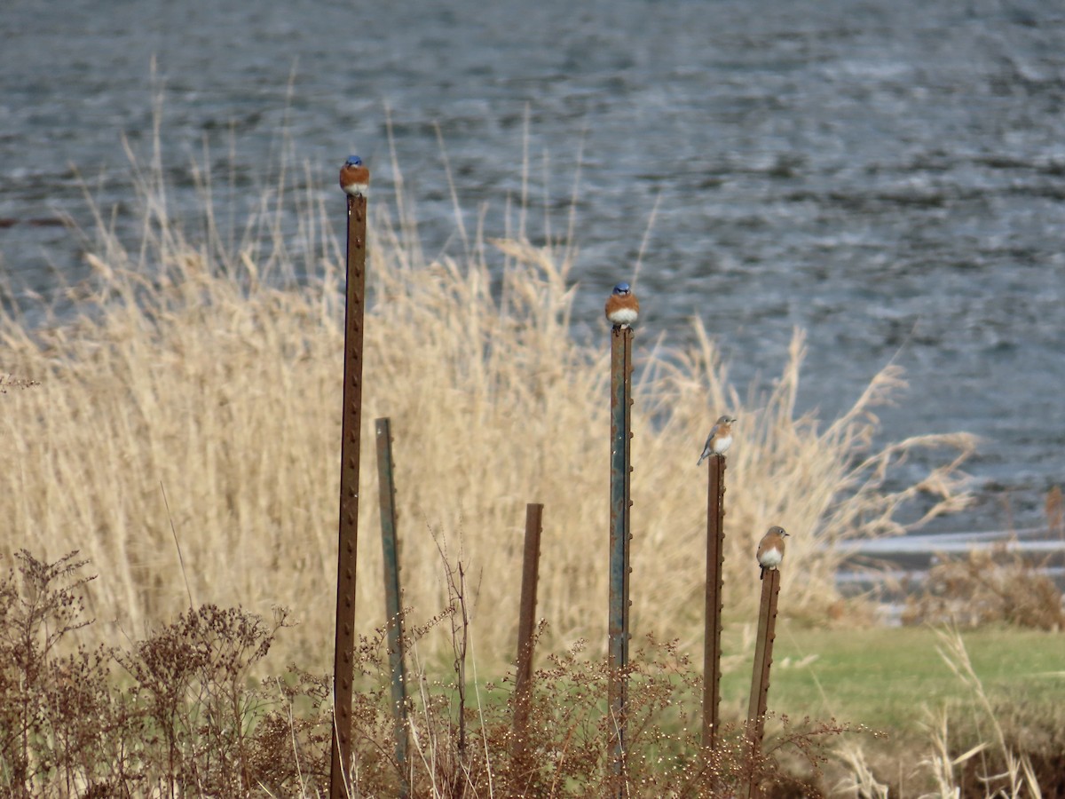 Eastern Bluebird - ML647868335