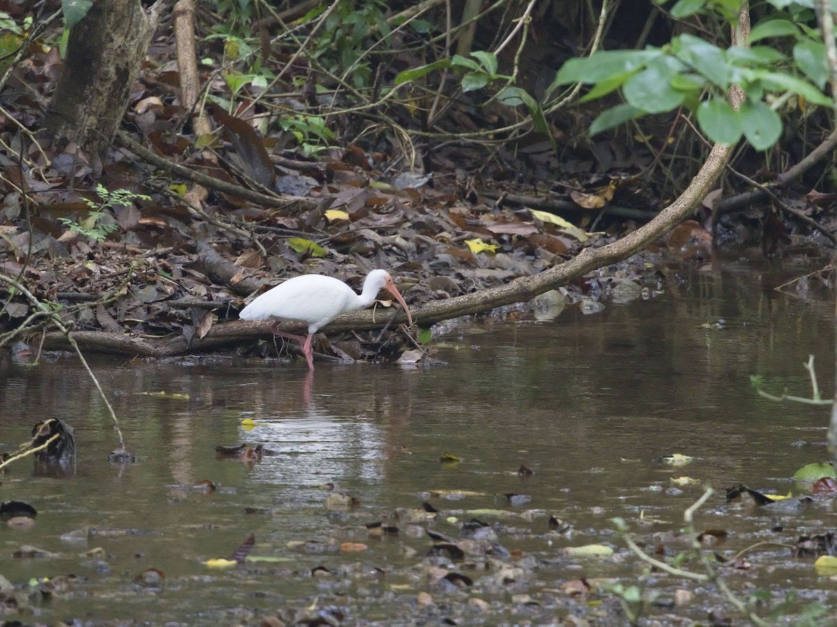 White Ibis - ML647868348
