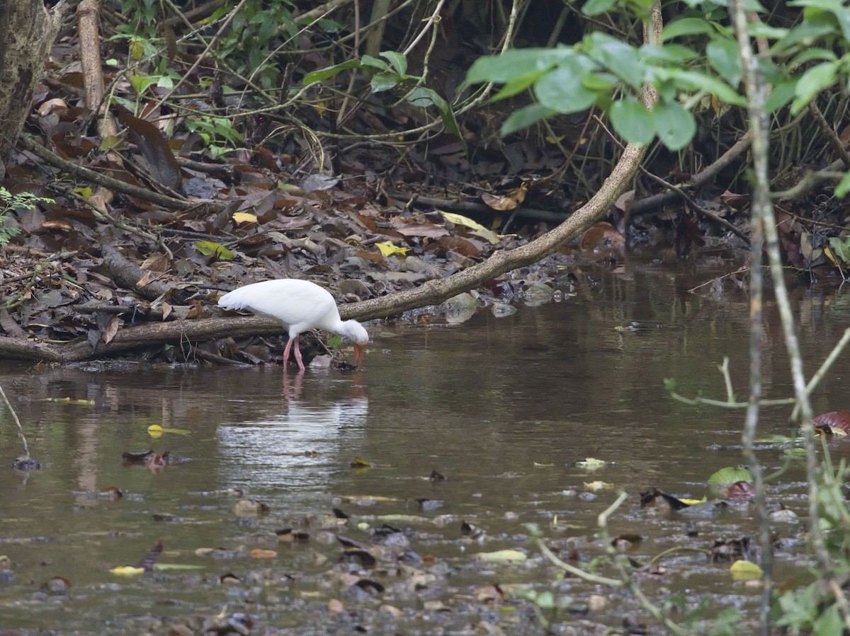 White Ibis - ML647868349