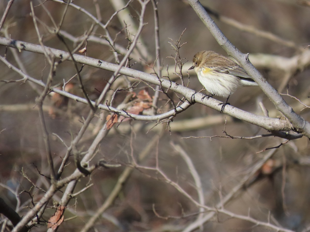 Yellow-rumped Warbler (Myrtle) - ML647868357