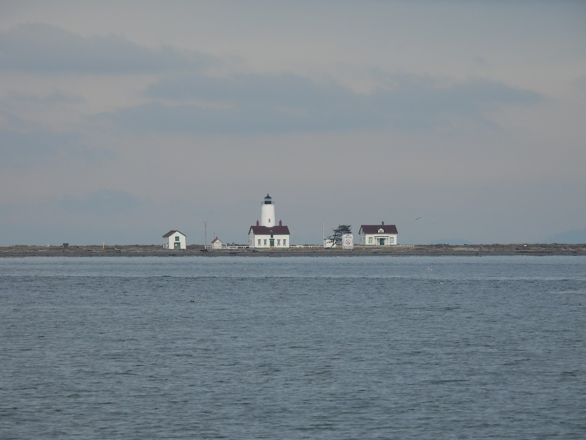 葡萄胸鴨 - ML647868376