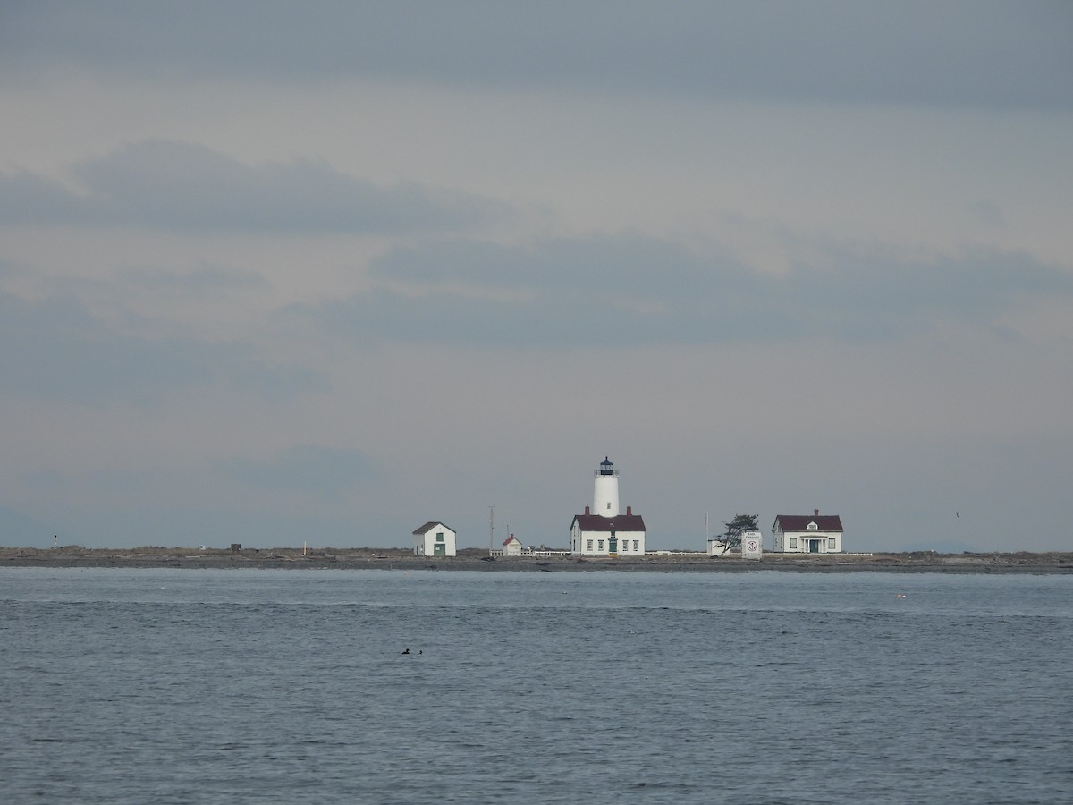 葡萄胸鴨 - ML647868377