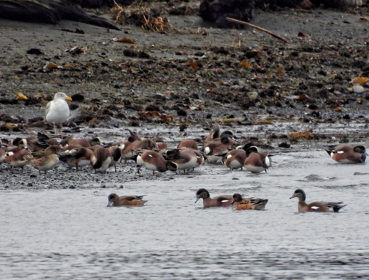 葡萄胸鴨 - ML647868379