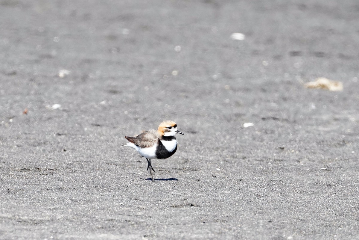 Two-banded Plover - ML647868383