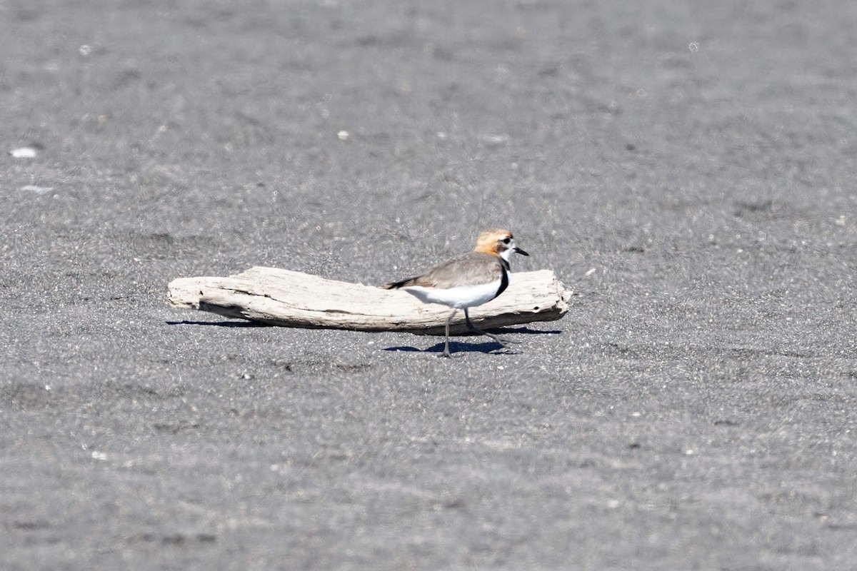 Two-banded Plover - ML647868384