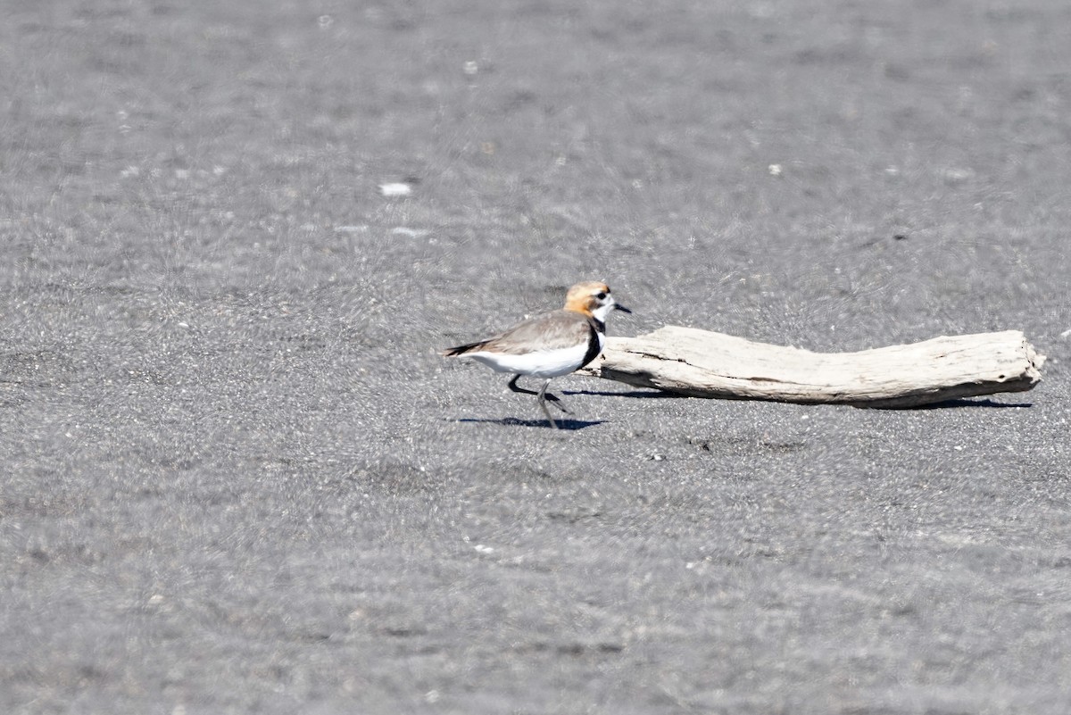 Two-banded Plover - ML647868385