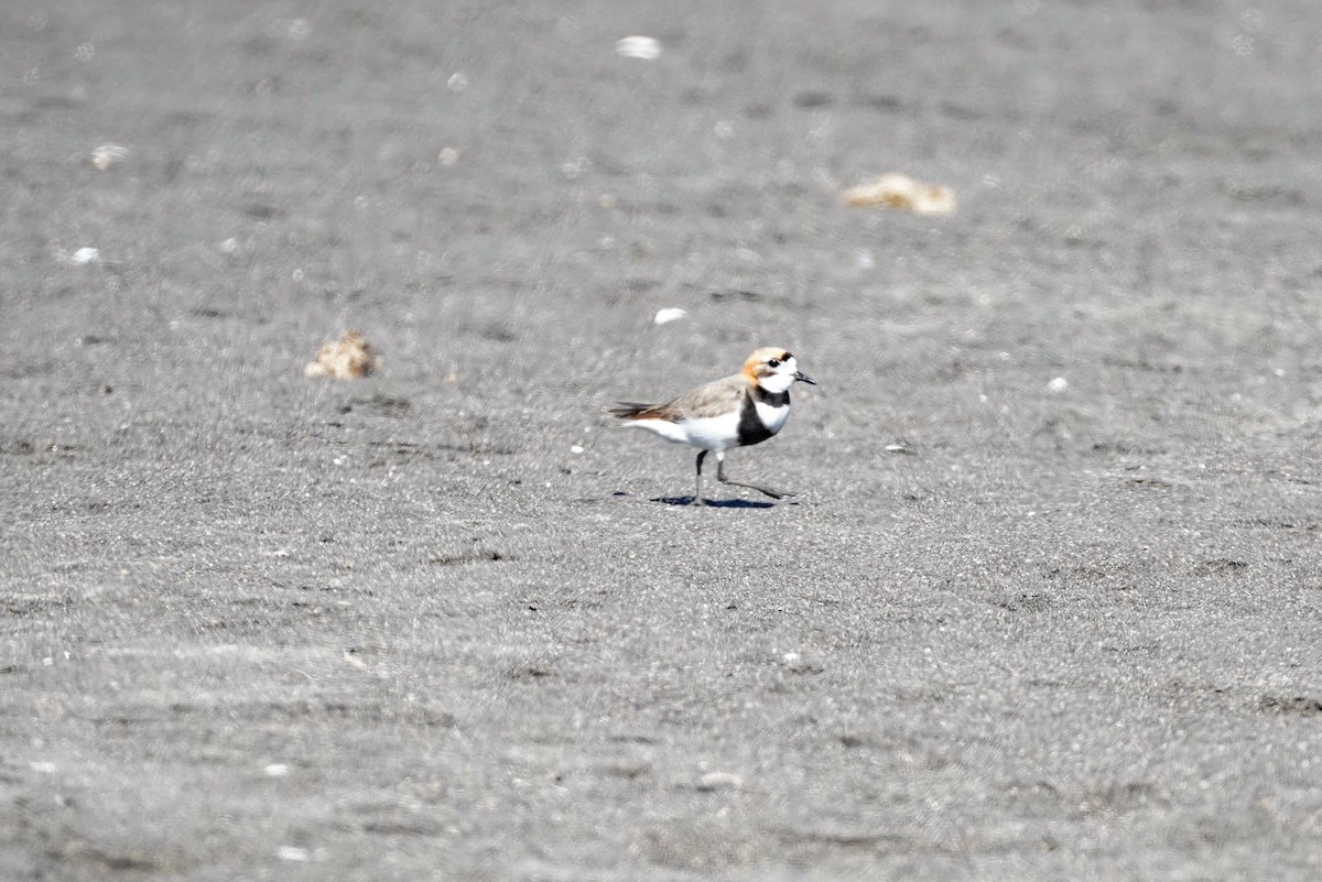 Two-banded Plover - ML647868386