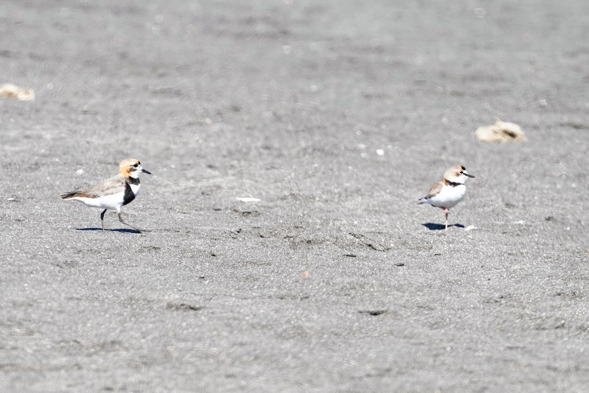 Collared Plover - ML647868391