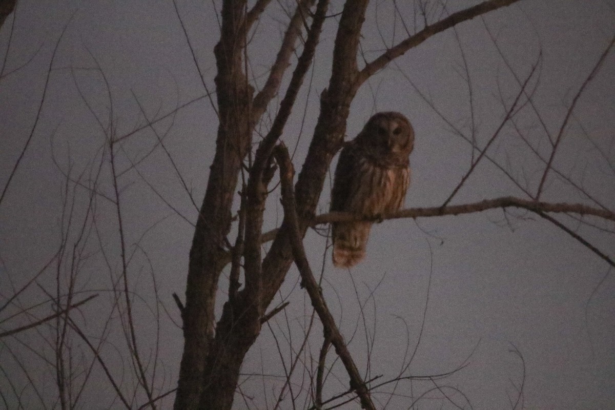 Barred Owl - ML647868392