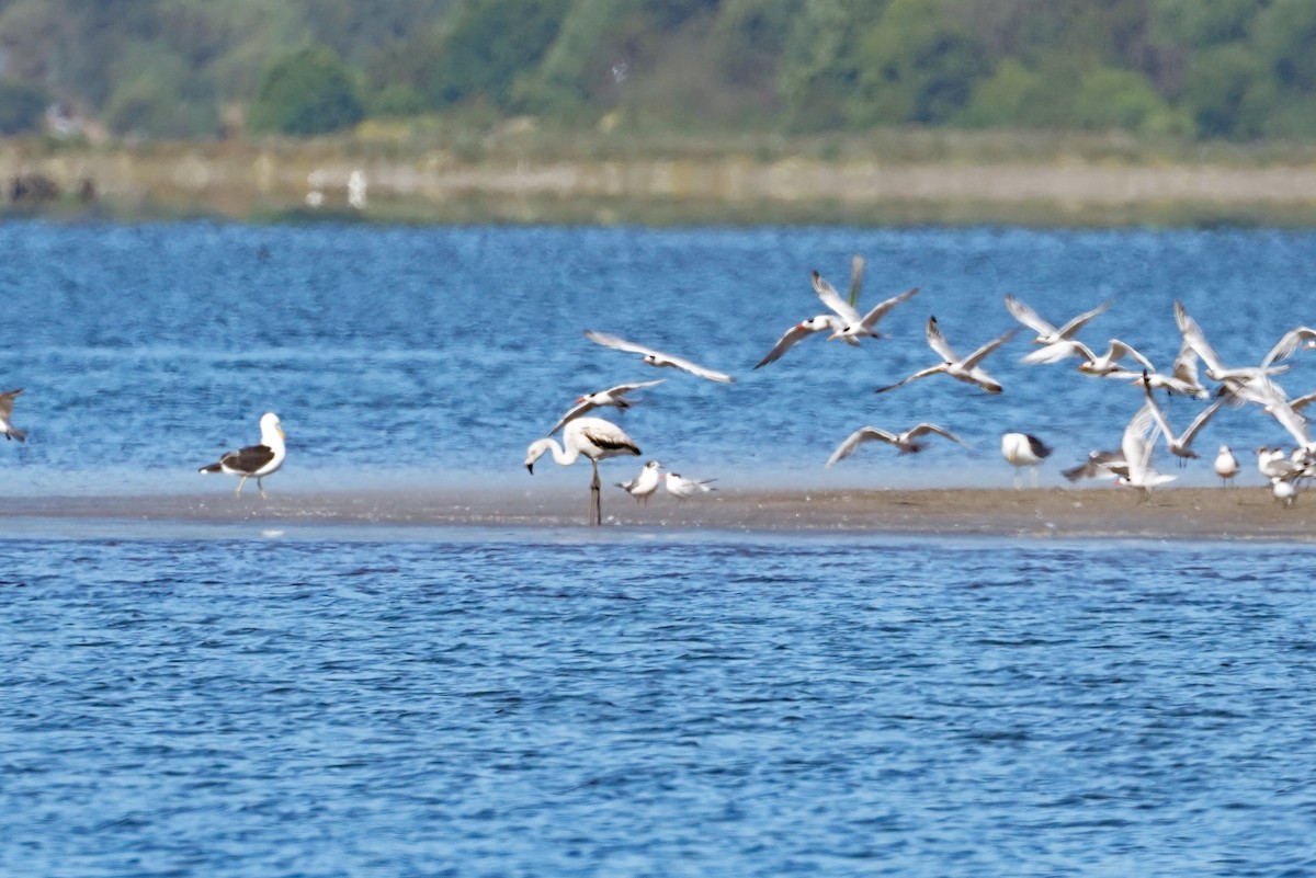 Chilean Flamingo - ML647868396
