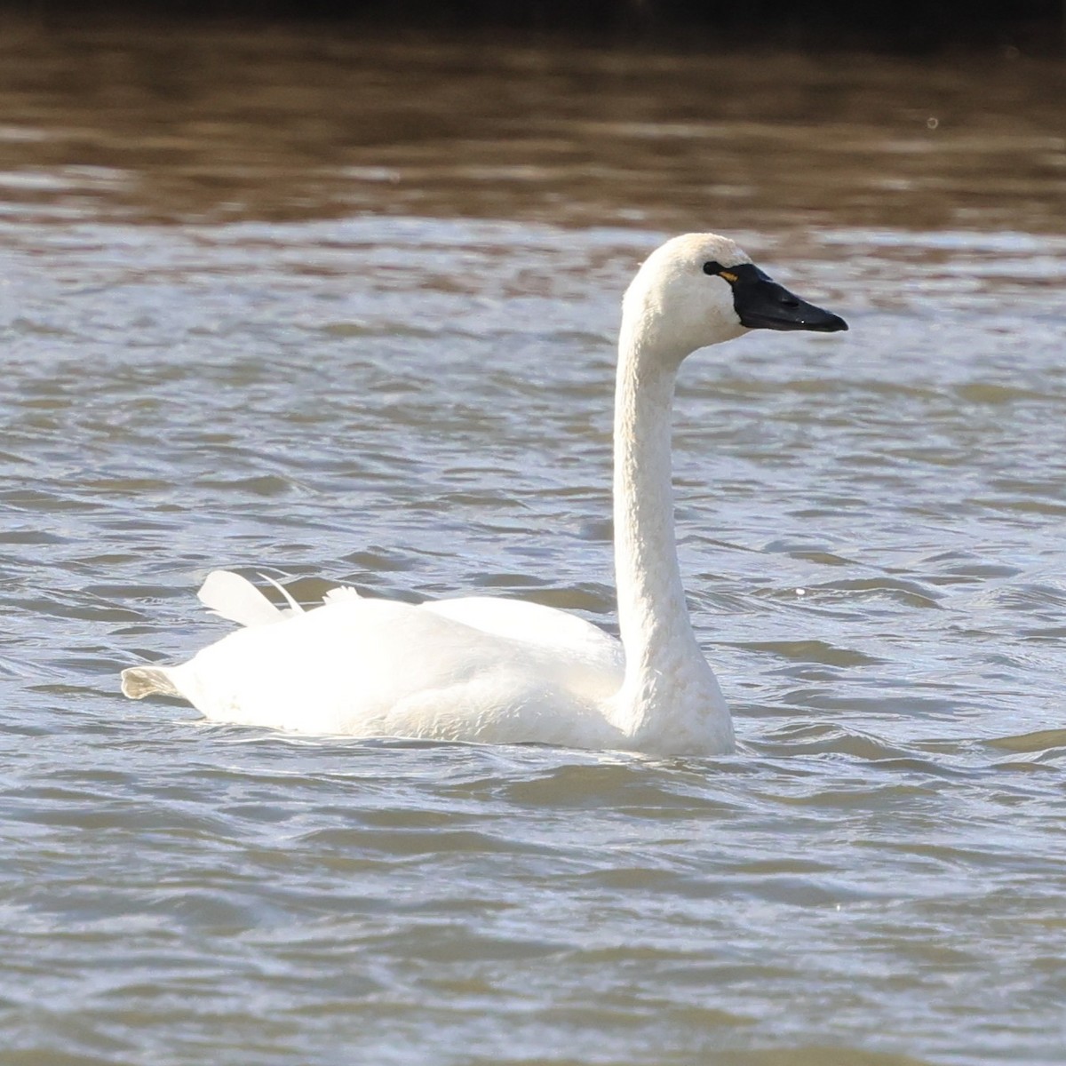 小天鵝 - ML647868397