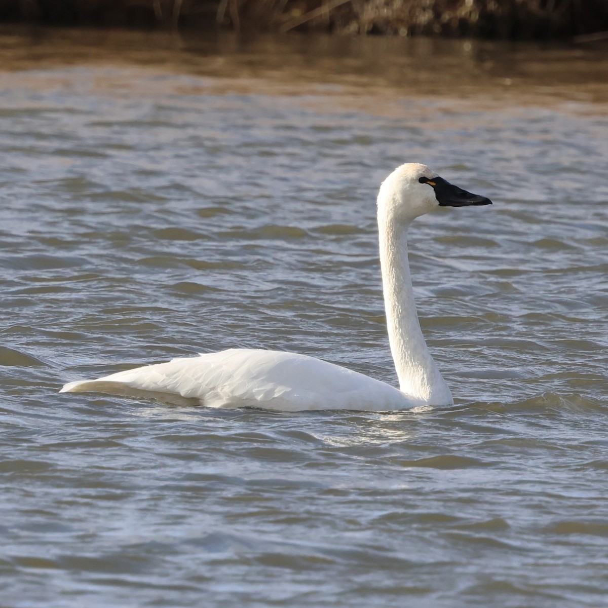 小天鵝 - ML647868398